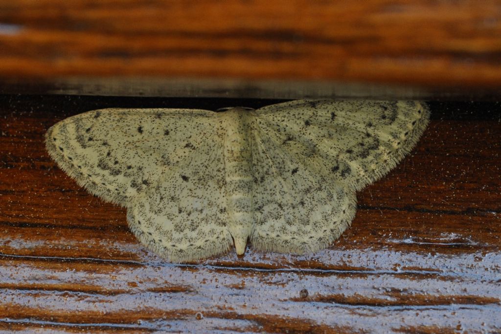 Geometridae da id (2) - Scopula (Calothysanis) marginepunctata